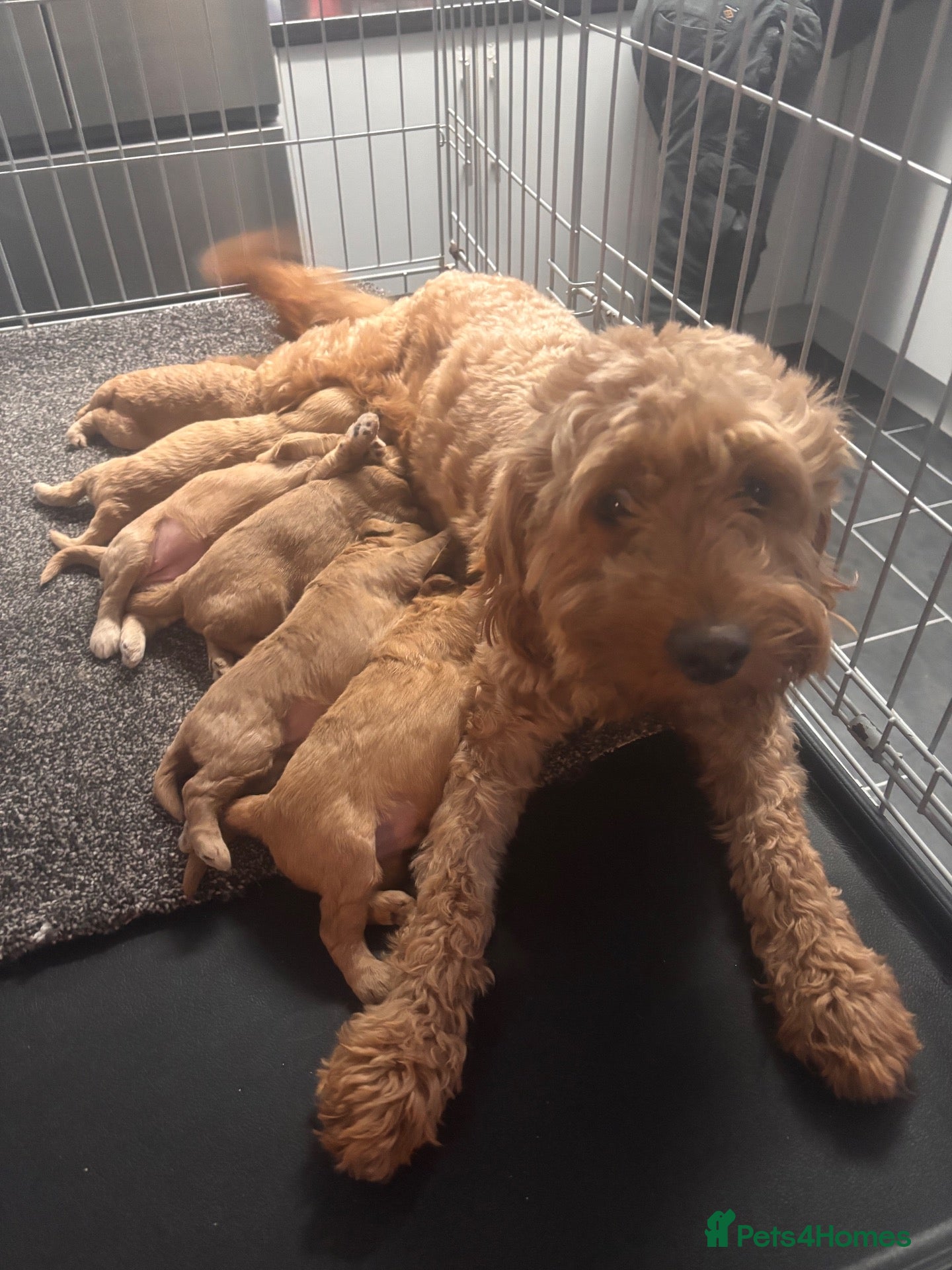 Mini Goldendoodle dogs Beautiful miniature Golden Doodle puppies - Advert 1