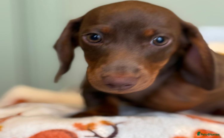 Dachshund dogs - Advert 6