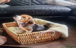 Beagle dogs for sale: (5th gen) pure pedigree beagle puppy - Image 8