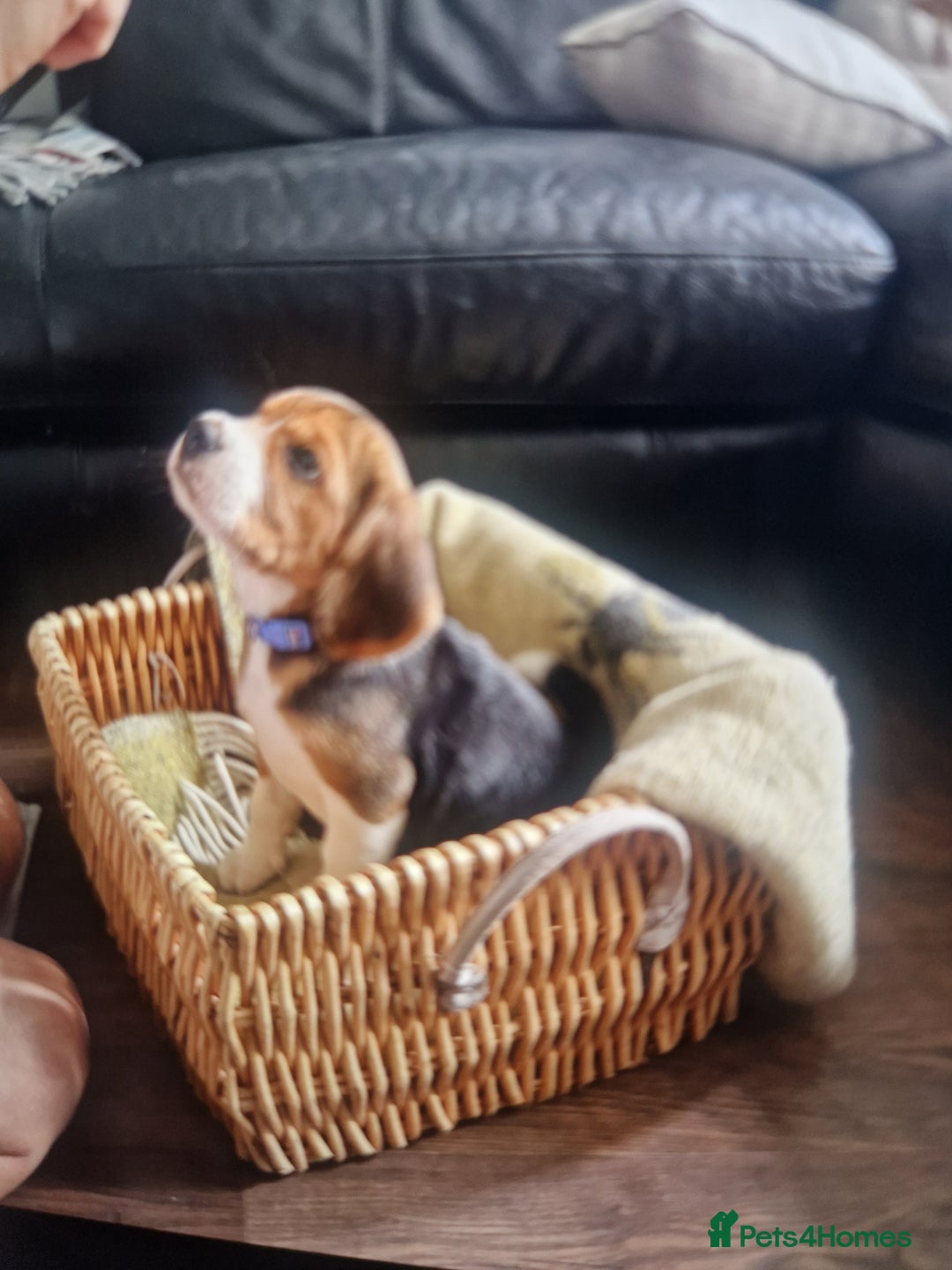 Beagle dogs for sale: (5th gen) pure pedigree beagle puppy - Image 8