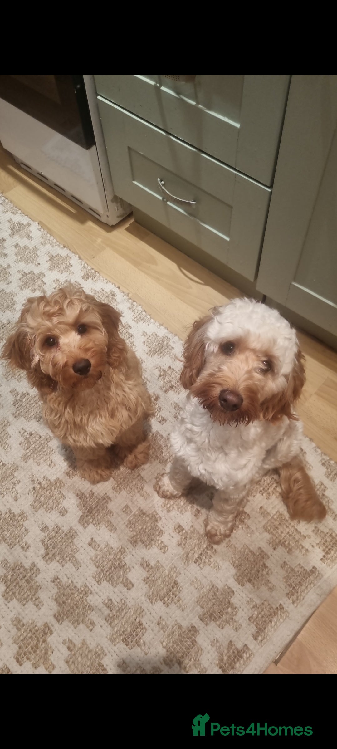 Cockapoo dogs for sale: Beautiful F2B Cockapoo puppies - Image 12