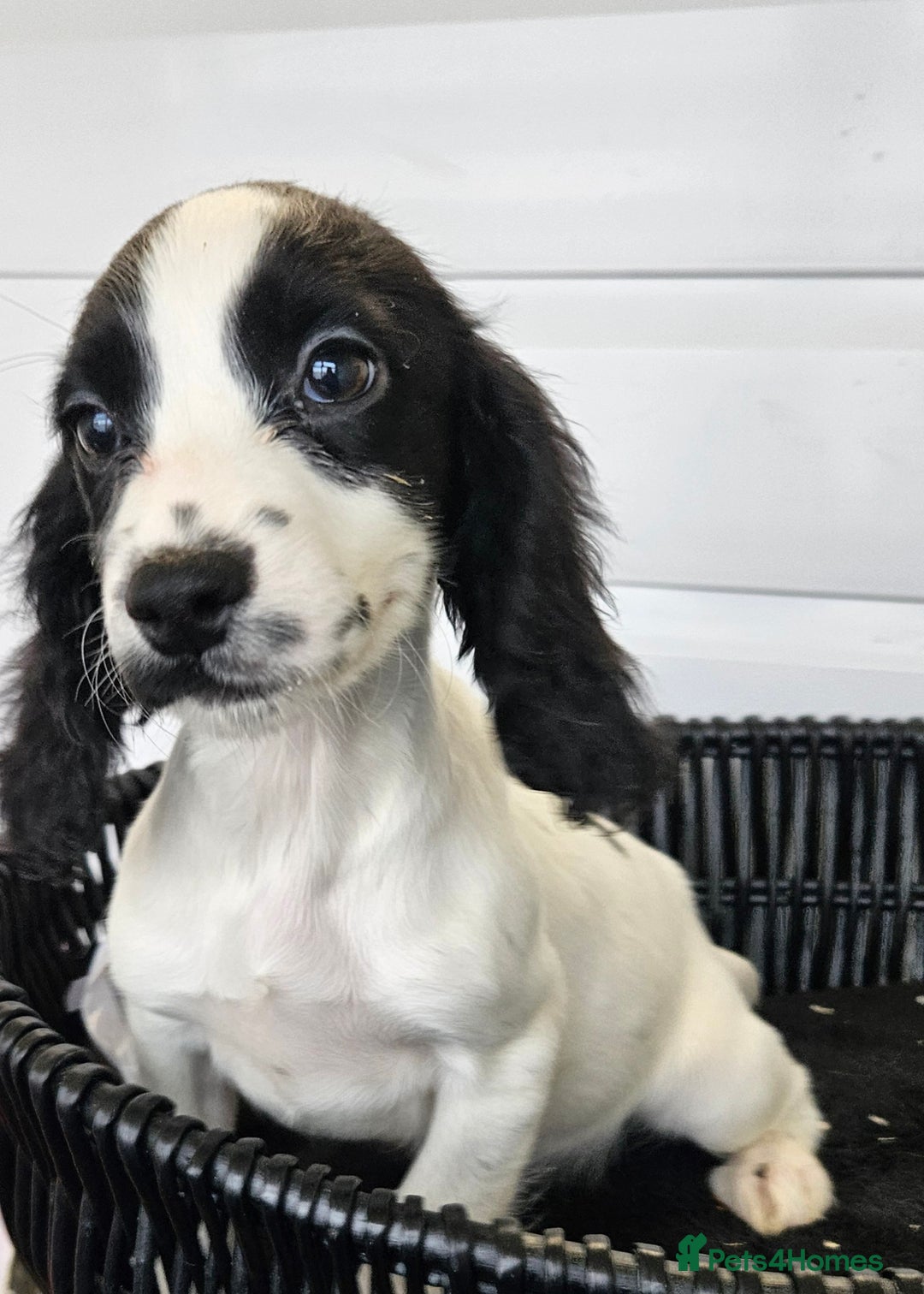 Cocker Spaniel dogs for sale: Working type rare marking cocker spaniels - Advert 6