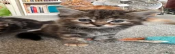 Mixed Breed cats for sale: Bengal cross kittens - Advert 18