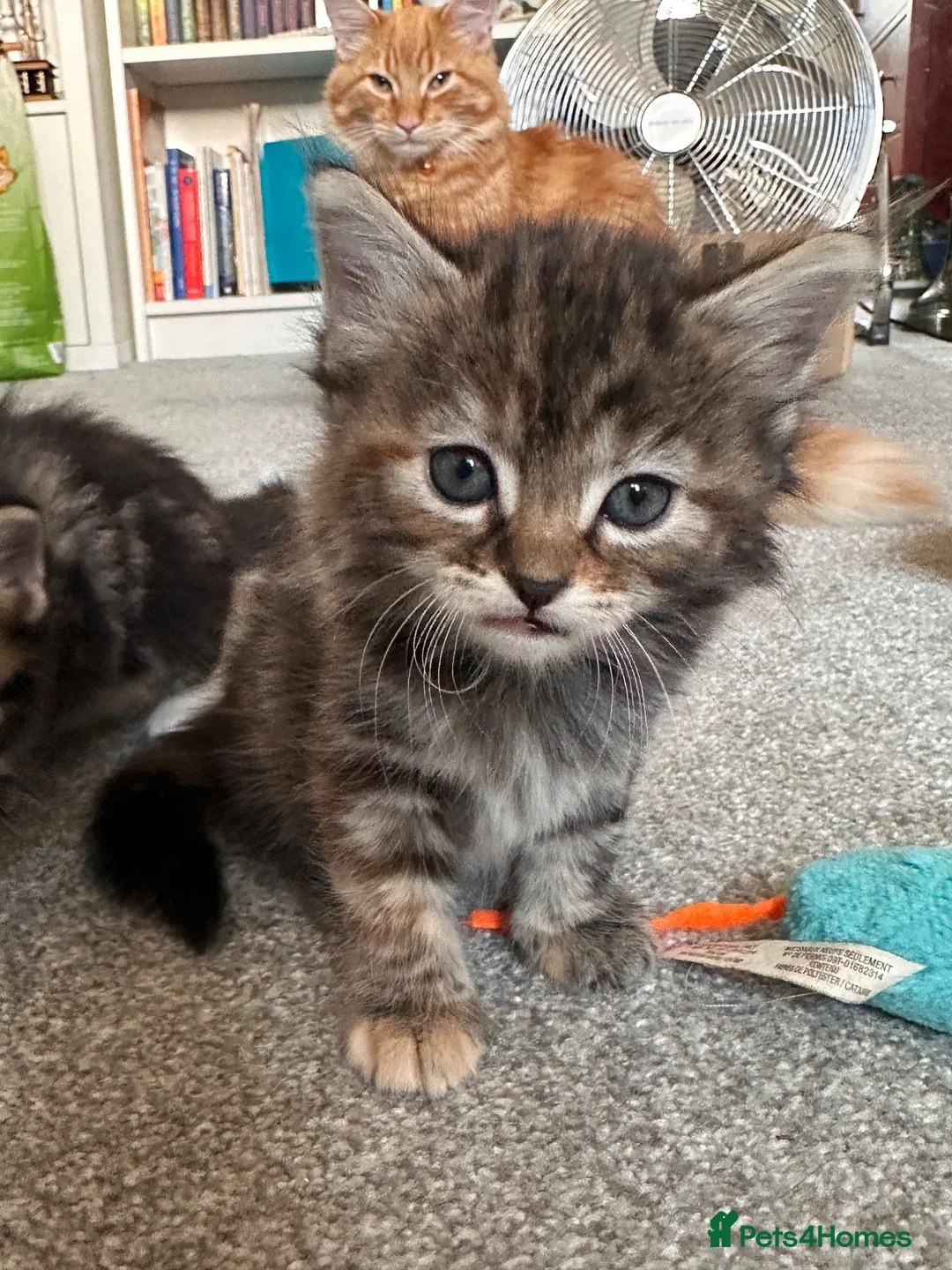 Mixed Breed cats for sale: Bengal cross kittens - Advert 18
