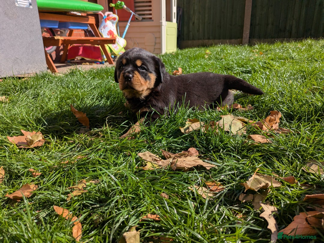 Rottweiler dogs for sale: Exclusive UK Rottweiler Puppy Champion Bloodlines - Image 31