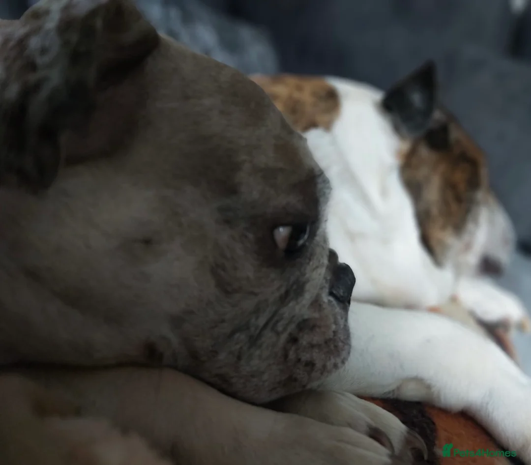 French Bulldog dogs for sale: French Bulldog (Nelly) - Advert 4