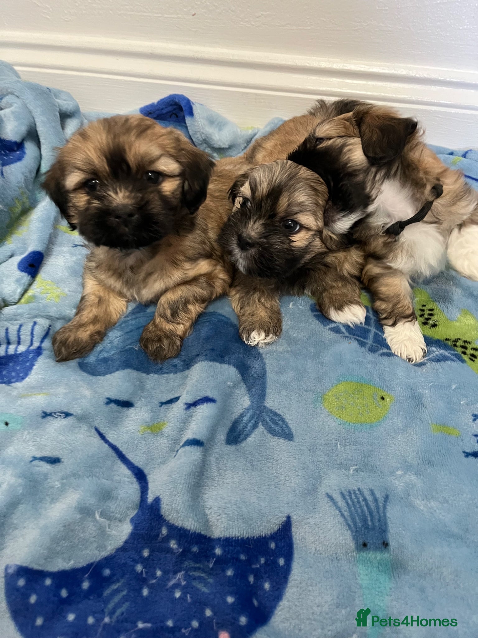 Lhasa Apso dogs Lhasa apso puppies for sale 🐶🐶🐶 - Advert 4