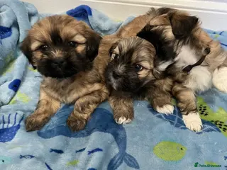 Lhasa Apso dogs Lhasa apso puppies for sale 🐶🐶🐶 - Advert 4