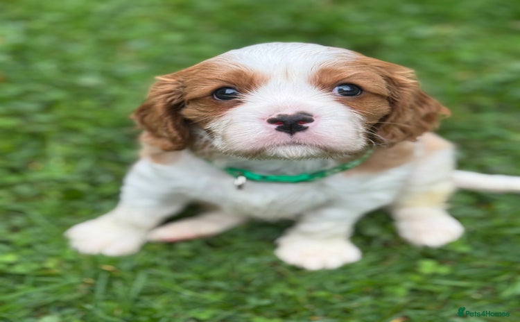Cavalier King Charles Spaniel dogs - Advert 4