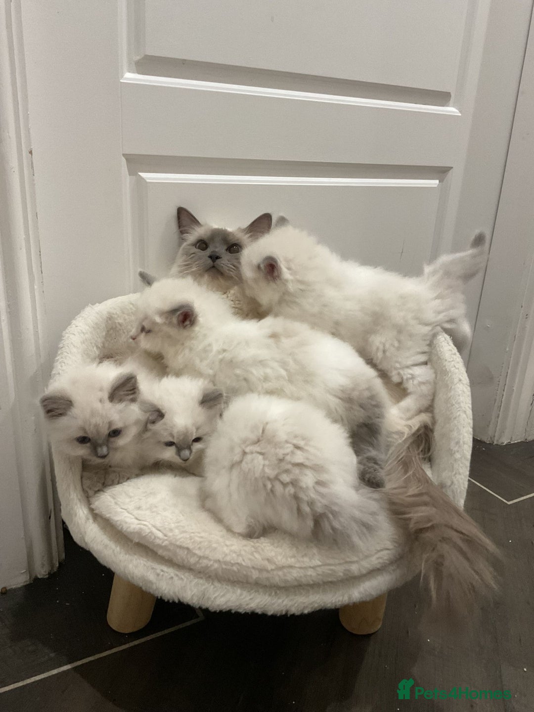 Ragdoll cats for sale: BEAUTIFUL RAGDOLLS 2X GIRLS 3 BOYS  - Advert 10