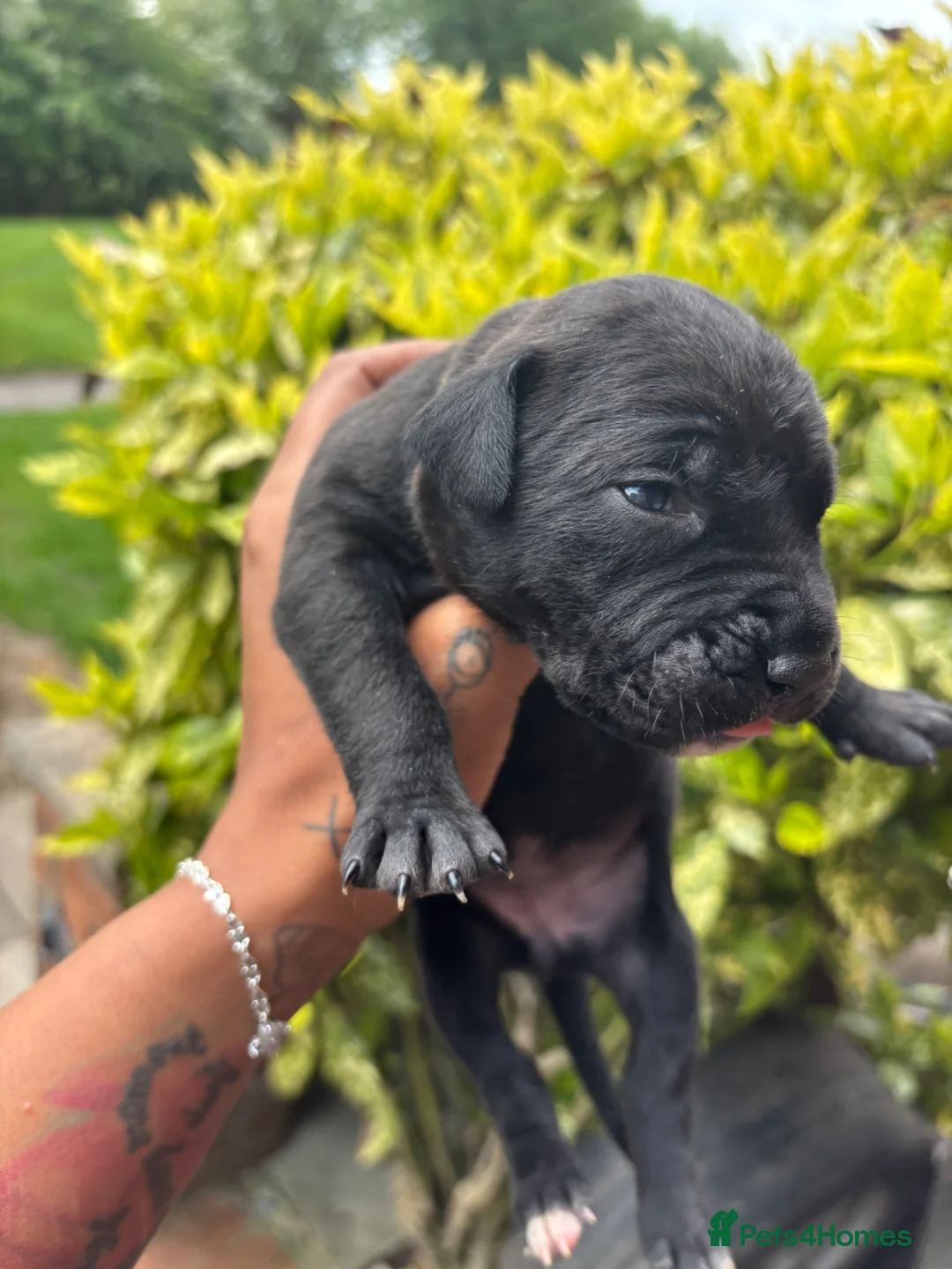 Mixed Breed dogs for sale: Bull presa pups  - Advert 38