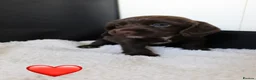 Sprocker dogs for sale: Beautiful Sprocker Spaniel puppies  - Advert 9