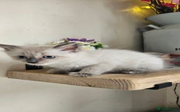 Ragdoll cats for sale: Stunning Ragdoll boys avalible  - Image 9