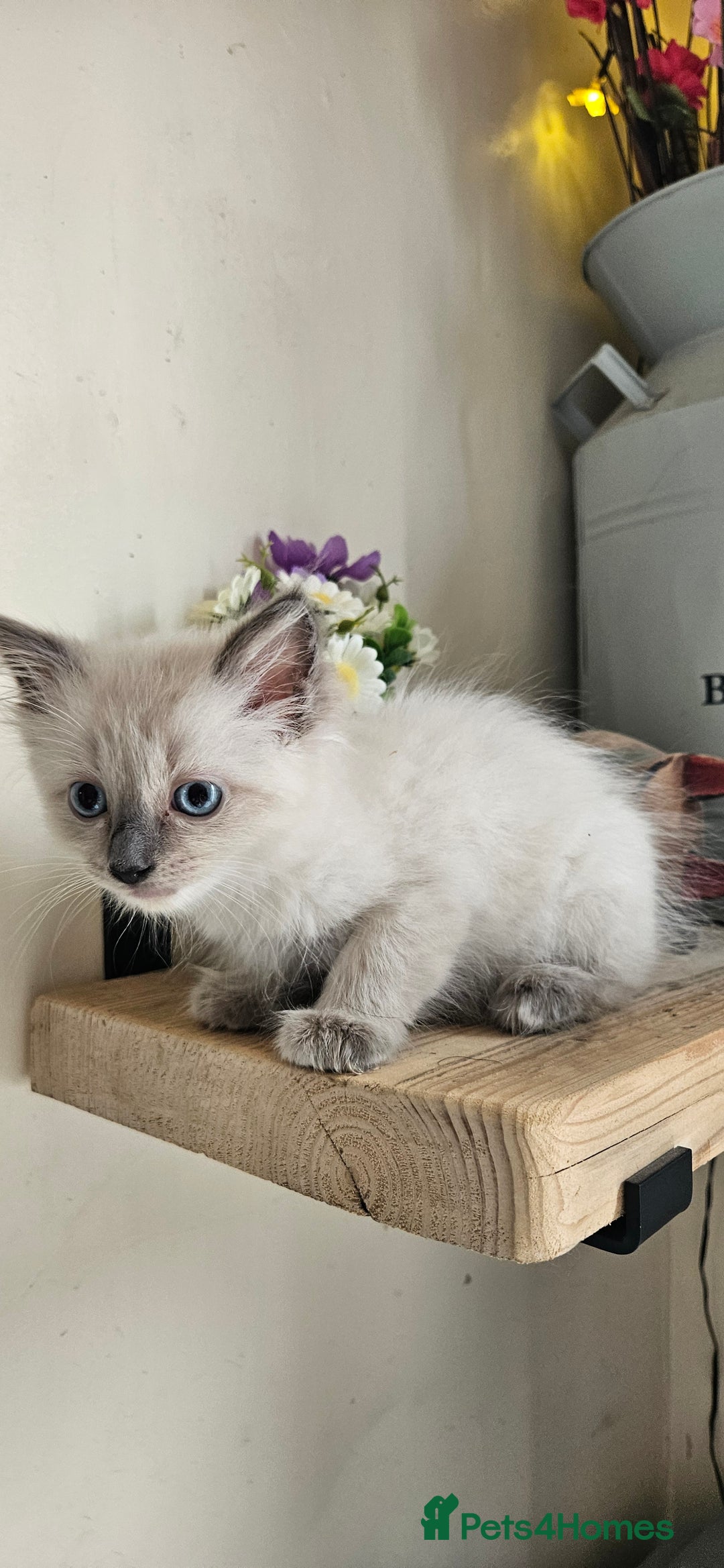 Ragdoll cats for sale: Stunning Ragdoll boys avalible  - Image 9