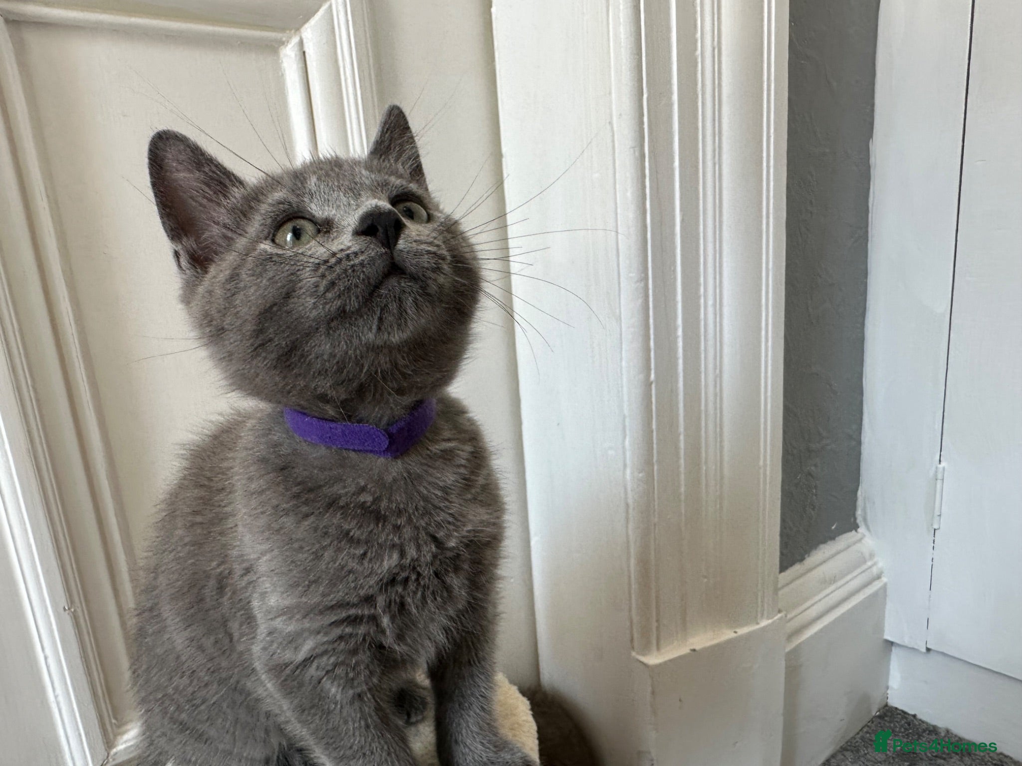 Russian Blue cats Russian Blue Kittens - Advert 1