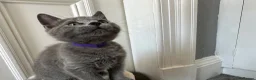 Russian Blue cats for sale: Russian Blue Kittens - Advert 1