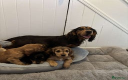 Cocker Spaniel dogs for sale: Fully Show type kc parents DNA tested all clear  - Image 19