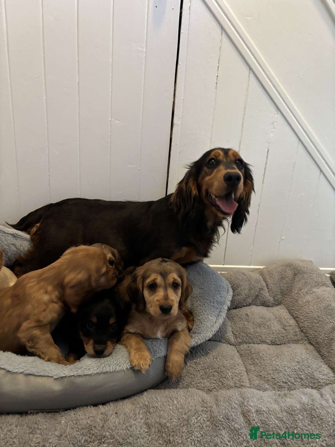 Cocker Spaniel dogs for sale: Fully Show type kc parents DNA tested all clear  - Image 19