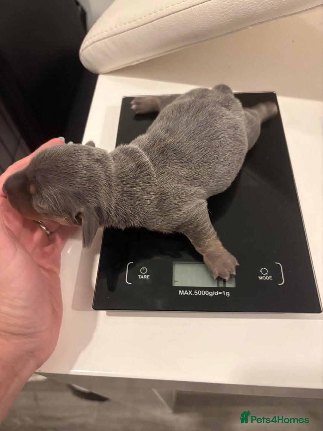 Miniature Dachshund dogs for sale: Beautiful Miniature dachshund pups  - Advert 8