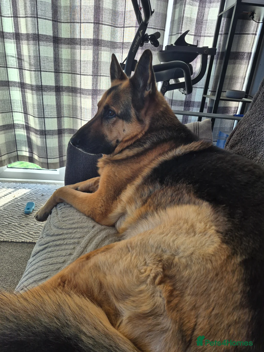 German Shepherd dogs for sale: German shepherd for sale  in Spilsby - Advert 3