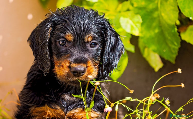 Cocker Spaniel dogs - Advert 4
