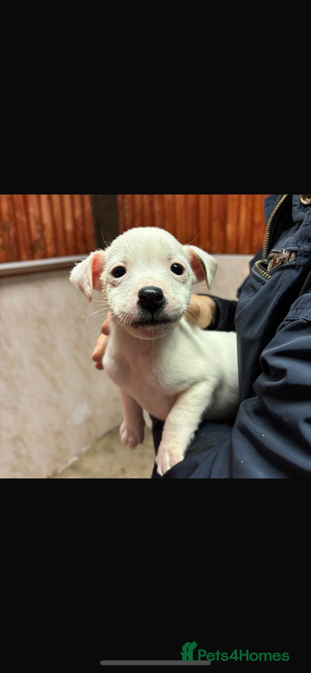 Jack Russell dogs for sale: Jack Russell puppy’s ready to go  - Advert 4