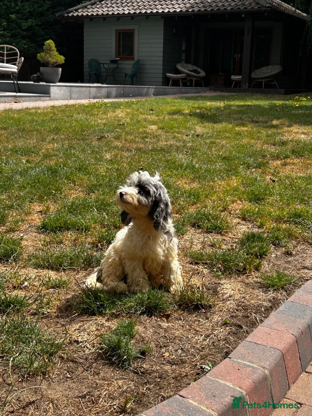 Cockapoo dogs for sale: f1 cockerpoo litter - Advert 2