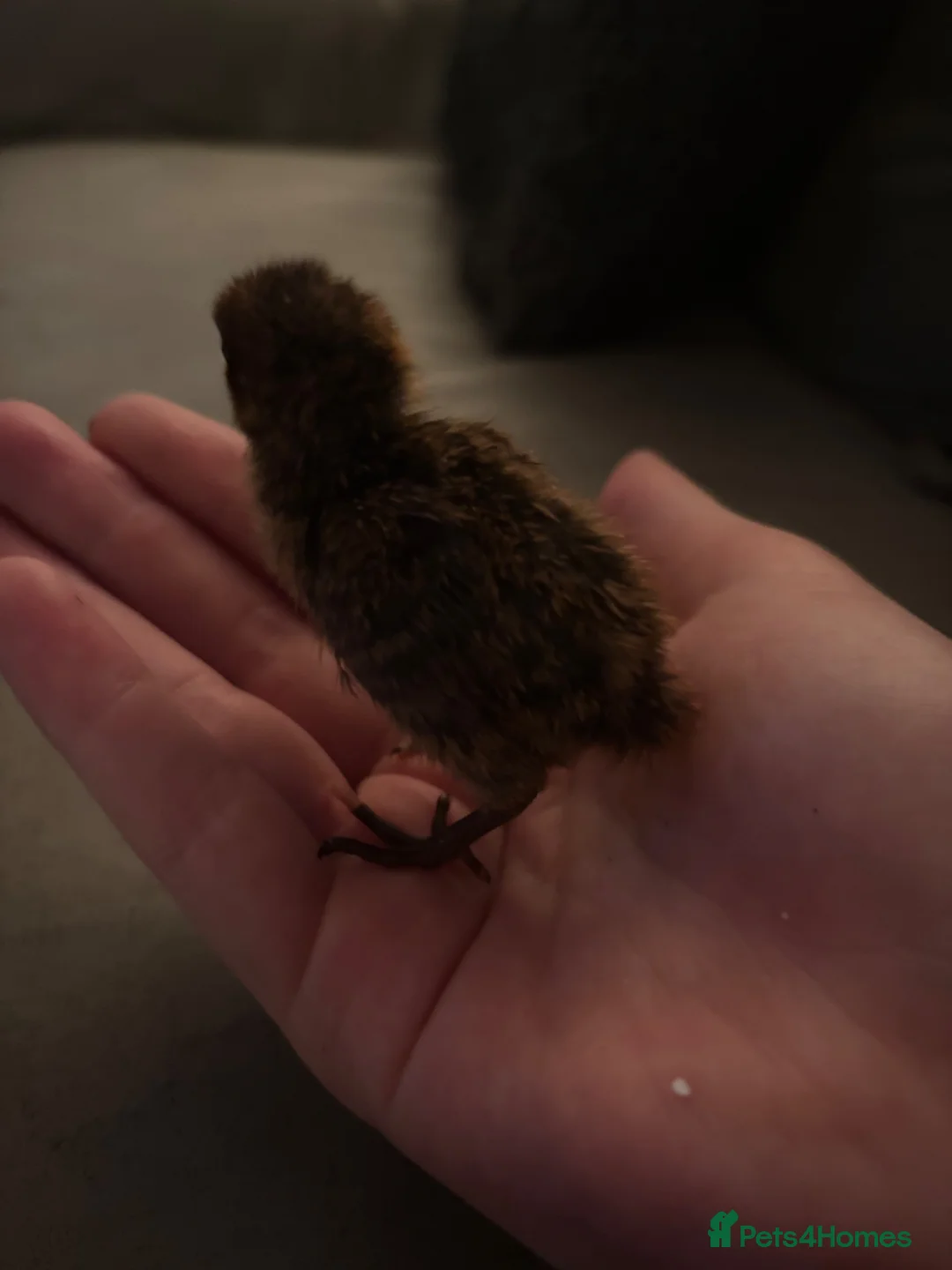 Quail poultry for sale: £ 3 each 4 babby quails  for sale 4 days old  in Aylesbury - Advert 2