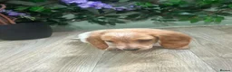 Miniature Dachshund dogs for sale: 2 LEFT Beautiful Longhaired Miniature Dachshunds - Advert 2