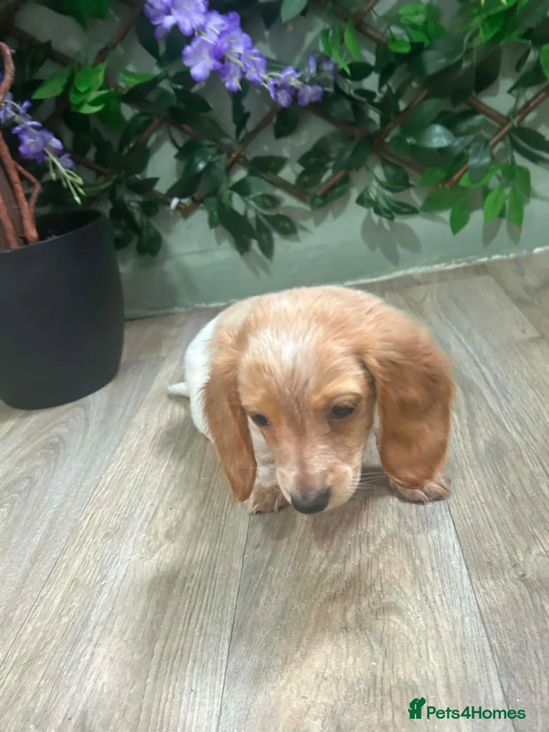 Miniature Dachshund dogs for sale: 2 LEFT Beautiful Longhaired Miniature Dachshunds - Advert 2