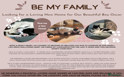 Domestic Shorthair cats for sale: Oscar is looking for a new home - Image 1