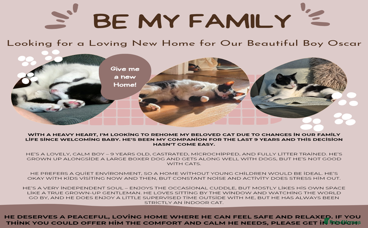 Domestic Shorthair cats - Advert 1