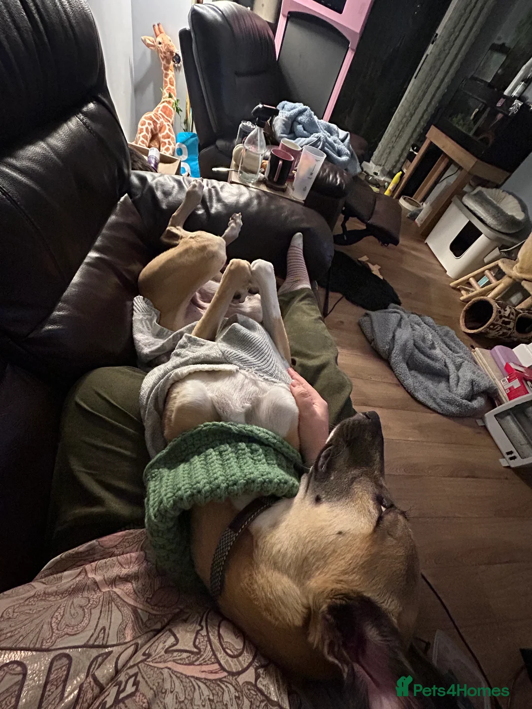 Greyhound dogs for sale: One Year Old Greyhound - Advert 13