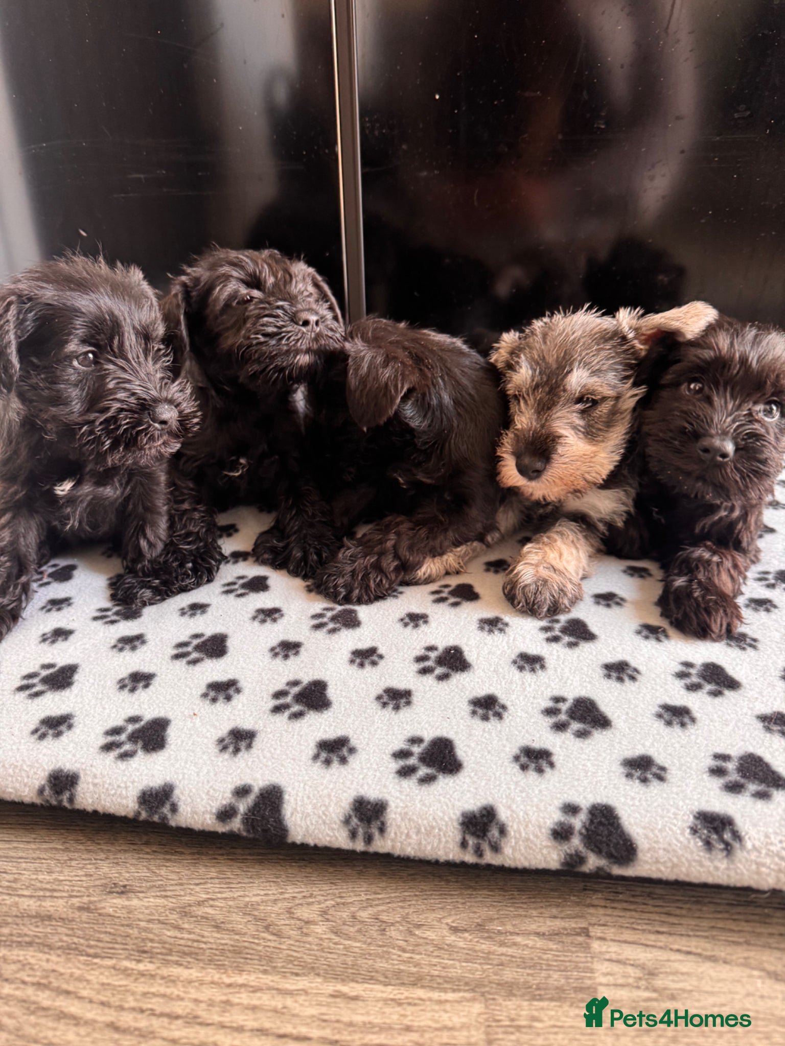 Miniature Schnauzer dogs for sale: Miniature schnauzer  - Advert 4
