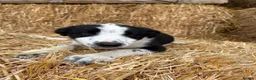 Border Collie dogs for sale: 3 Border Collie Puppies  - Advert 4