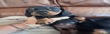 Miniature Dachshund 5