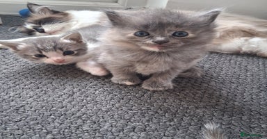Ragdoll cats - Advert 4