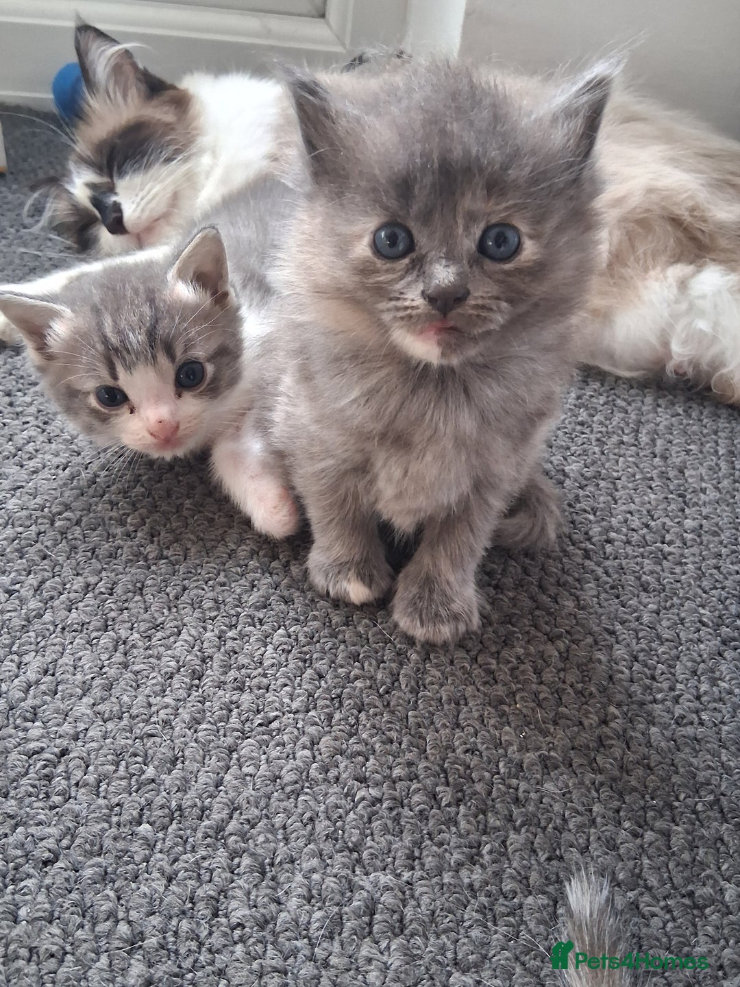 Ragdoll cats for sale: Ragdoll mix kittens  - Image 2