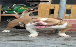 American Bully dogs for stud: American pocket bully  - Image 2