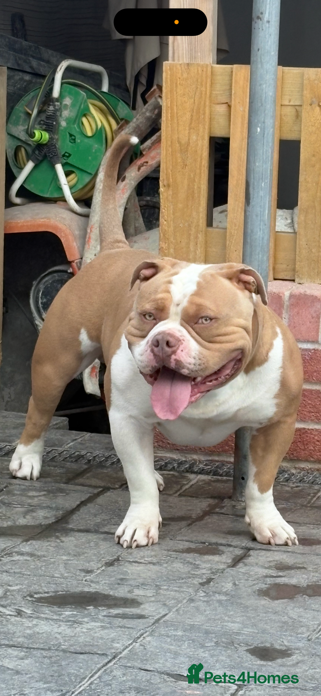 American Bully dogs for stud: American pocket bully  - Image 2