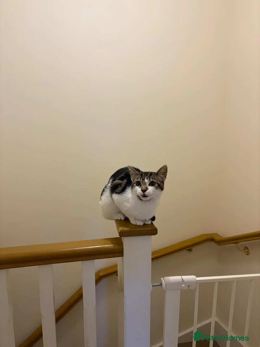 Mixed Breed cats for sale: Our cookie is looking for a new home  in Oldham - Advert 1