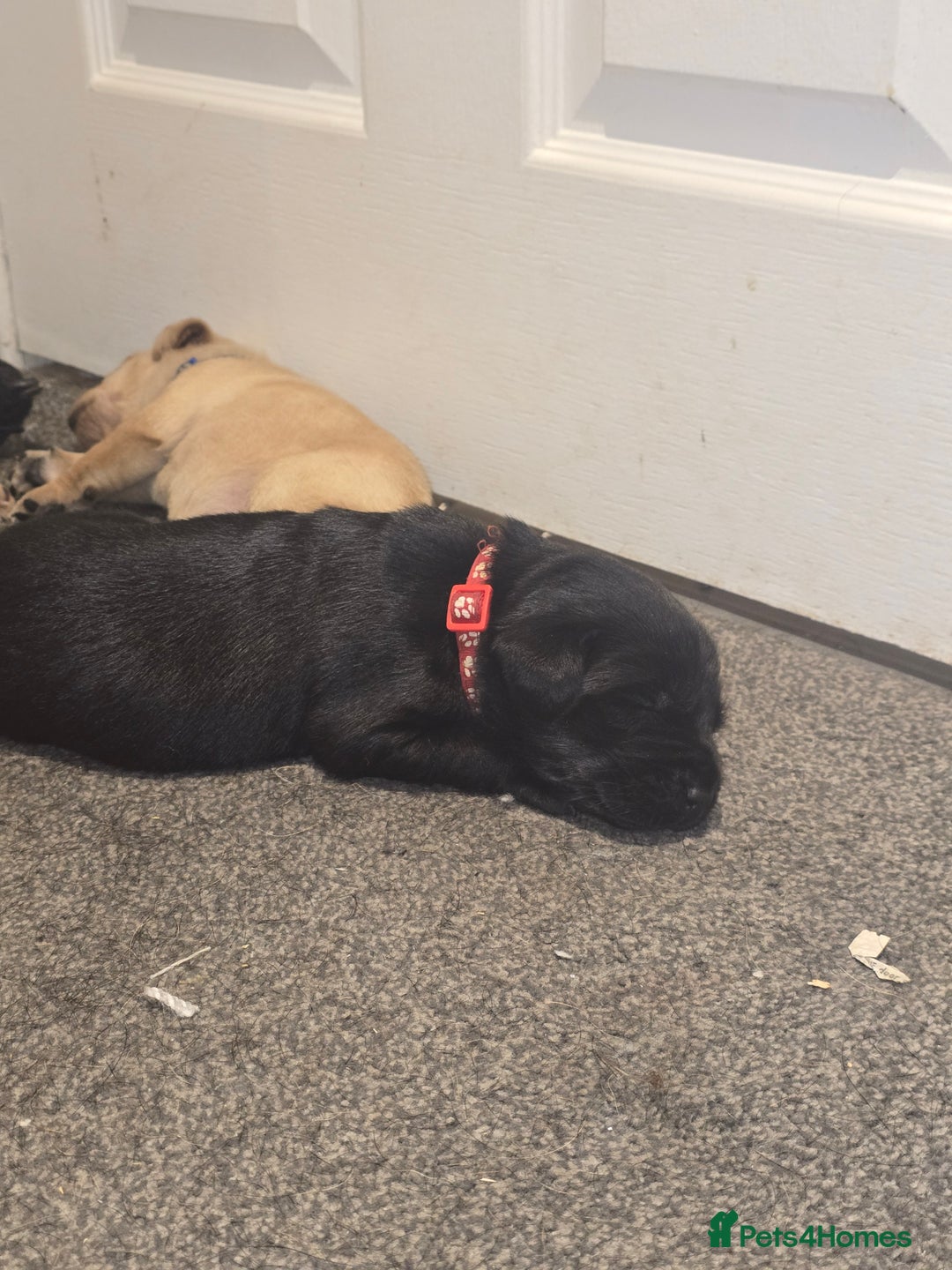 Labrador Retriever dogs for sale: Stunning Labrador Puppies 🥰 - Image 9