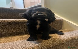 Sprocker dogs for sale: Sprocker puppies bred in 5 * licensed premises  - Image 1