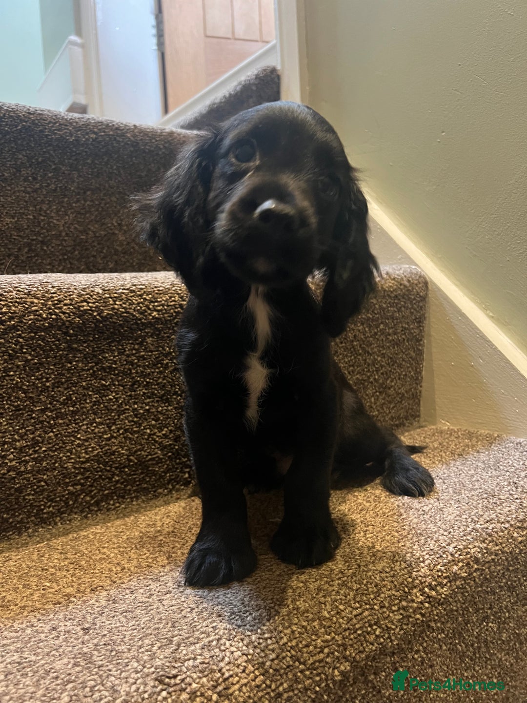 Sprocker dogs for sale: Sprocker puppies bred in 5 * licensed premises  - Image 1