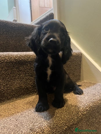 Sprocker dogs - Advert 5