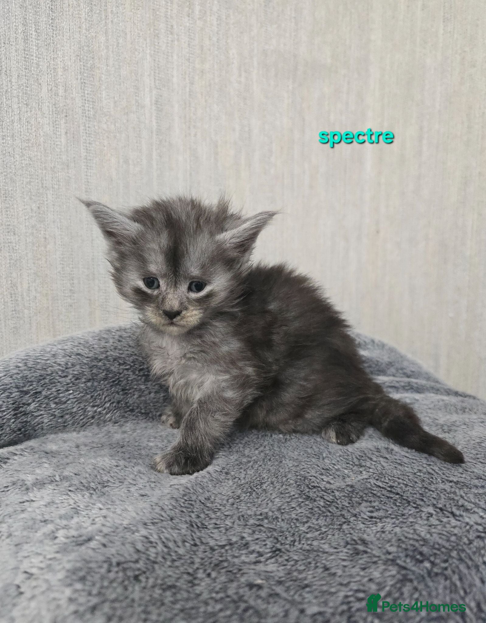 Maine Coon cats Maine Coon Kittens Russian/European lines - Advert 2