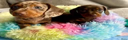Miniature Dachshund dogs for sale: 🐶 READY TODAY 🐶 £1,800 - Advert 1
