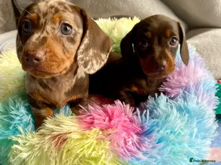 Miniature Dachshund dogs 🐶 READY TOMORROW 🐶 - Advert 14