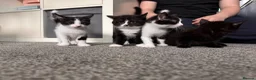 Mixed Breed cats for sale: 4 male kittens  - Advert 3