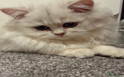 British Longhair cats for sale: ✨ Three adorable British Short/longhair kittens  - Image 31